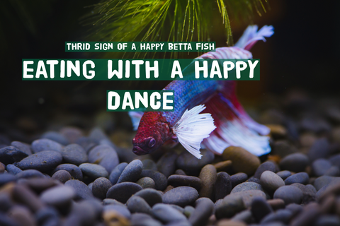 5 Signs Your Betta Fish Is Happy: Interpreting Behaviors and Moods