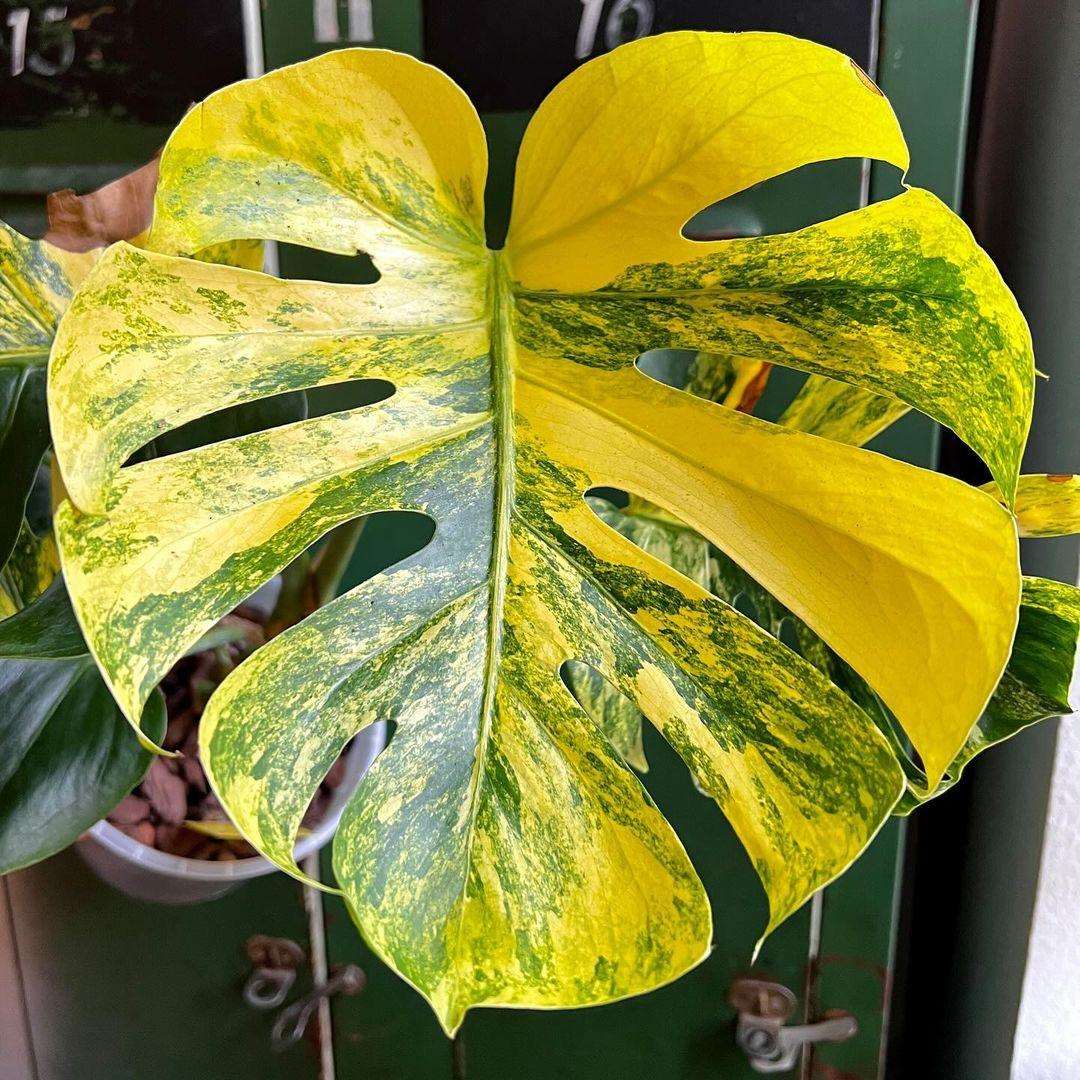 variegated-monstera-aurea-plant-leaf-large-form_ef9e8265-7548-4aee-9bfe-d9d72119be91