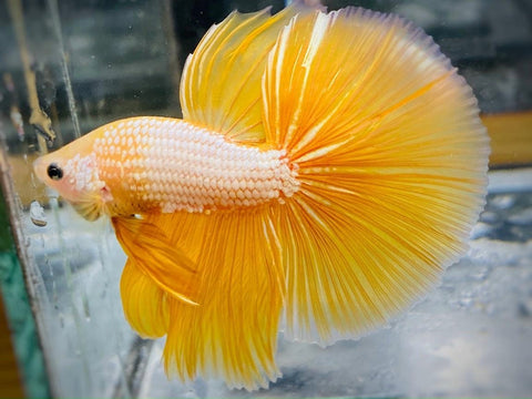 Yellow Dragon Halfmoon Male Betta Fish