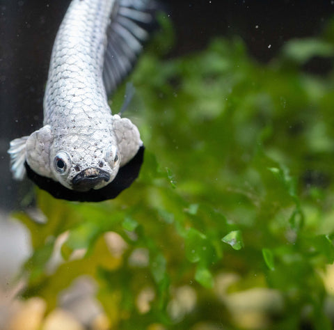 Betta Fish Flaring