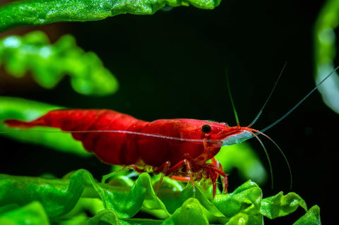 Fire Red Neocaridina Shrimp