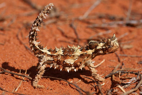 Thorny Devil