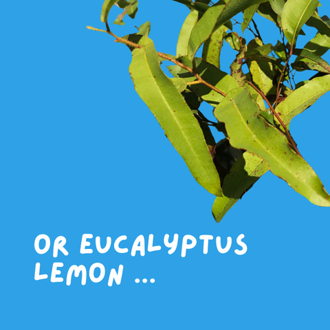 eucalyptus lemon essential oil