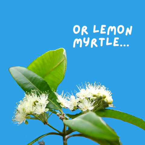 lemon myrtle oil