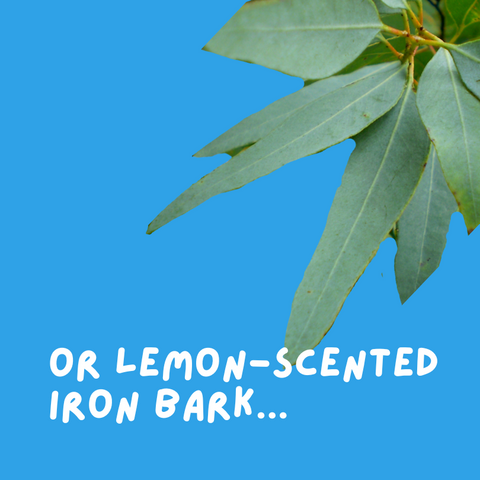 lemon scented iron bark oil