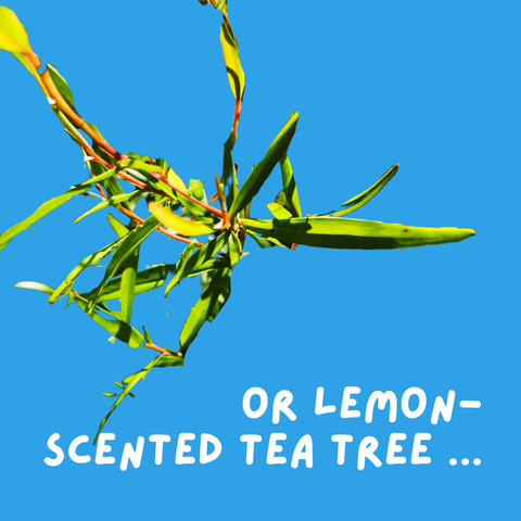 lemon scented tea tree oil