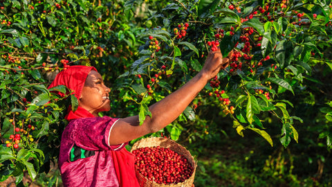 Ana perez cafeicultora de Guatemala