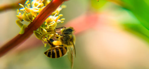 abeja polinizando planta de café