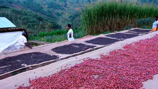 proceso de fermentacion