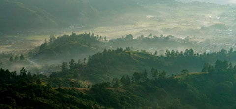 plantaciones de café