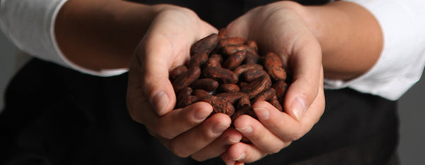 pair of hands holding cocoa beans