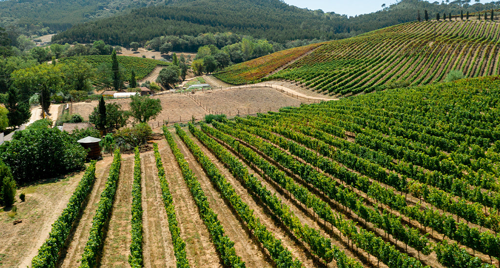 1. Wine farm