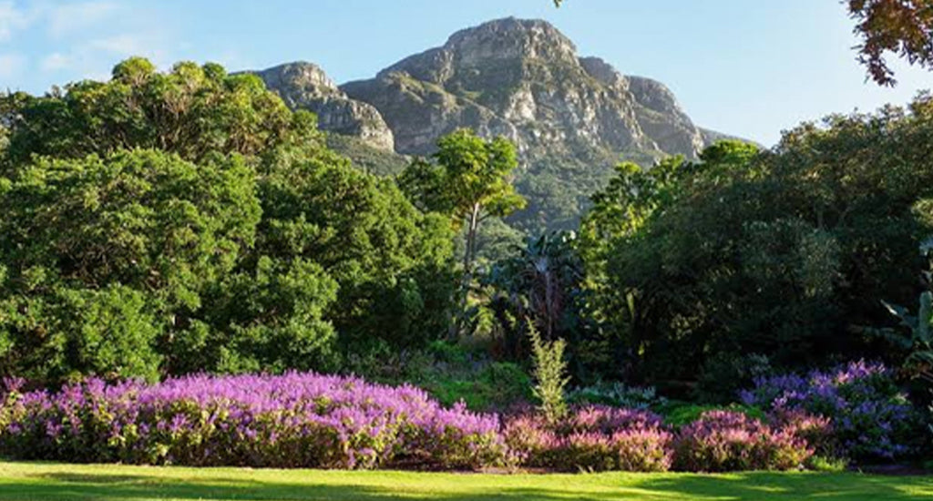 8. Picnic at Kirstenbosch