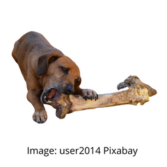 dog and bone