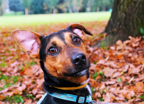 Tips For Purchasing The Right Dog Collar