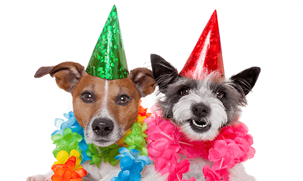 Gift Card Happy Birthday Dog | Pets Palace Australia