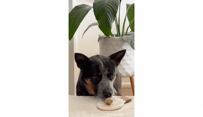Australian Cattle Dog Eating a Quail Egg