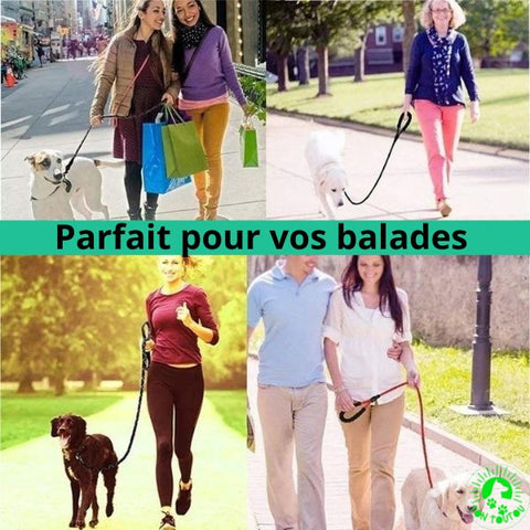 laisse-pour-chien-anti-traction