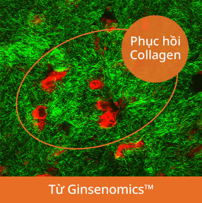 Concentrated Ginseng Renewing Serum EX - The image shows the results of the collagen restoration artificial skin test.