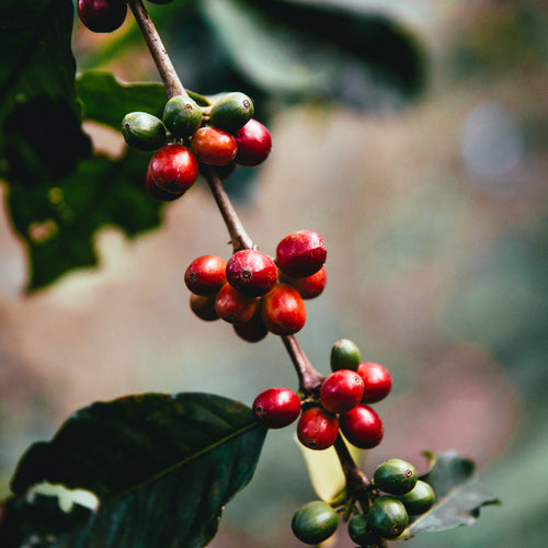 raw-coffee-beans-on-branch