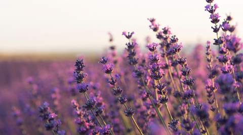 Lavender for Anxiety