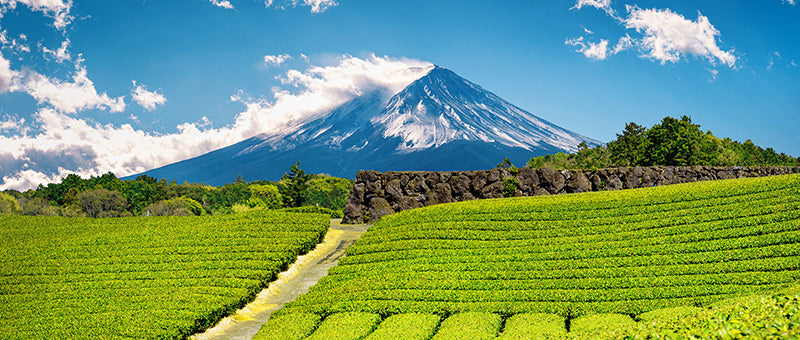 green tea field in japan
