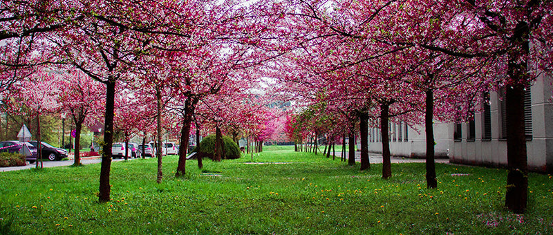 sakura hanami cherry blossoms