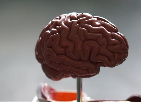 image of a fake brain representing brain fog