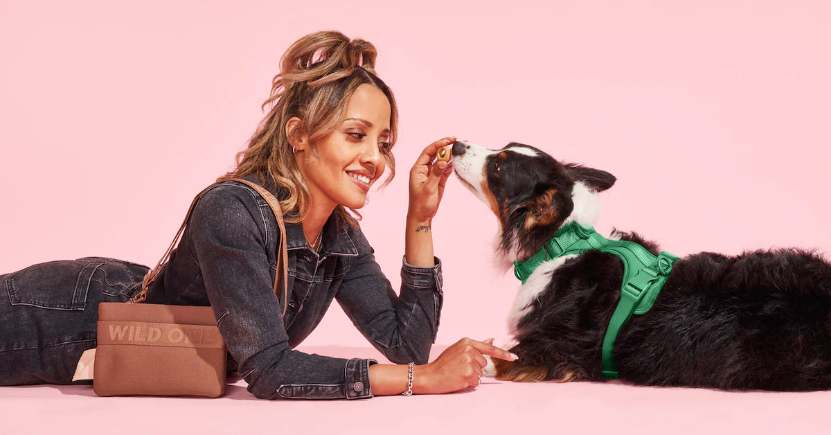 Person feeding a treat to a dog wearing a green harness against a pink background.