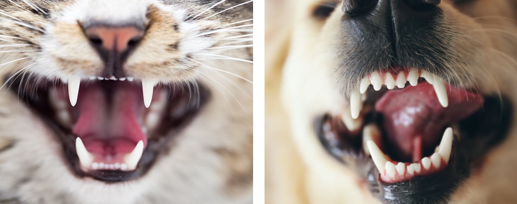 Does Kibble Clean Teeth?