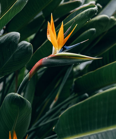 Bird of Paradise