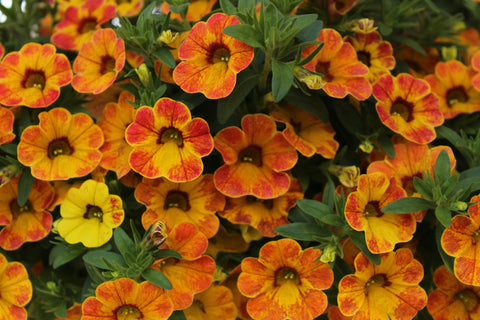 Calibrachoa with small colorful blooms in a hanging basket