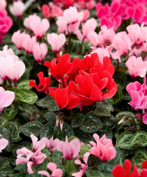 Cyclamen plant in a pot with well-draining soil