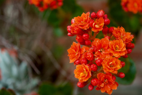 Flowering Kalanchoe succulent in a garden pot