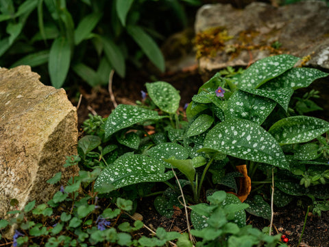 Early spring blooms of Lungwort (Pulmonaria) thriving in part shade