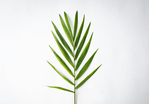 Parlor Palm with delicate fronds in a modern planter