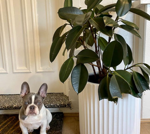 French bulldog sitting proudly beside a lush rubber plant in a tall white ribbed Slugg planter