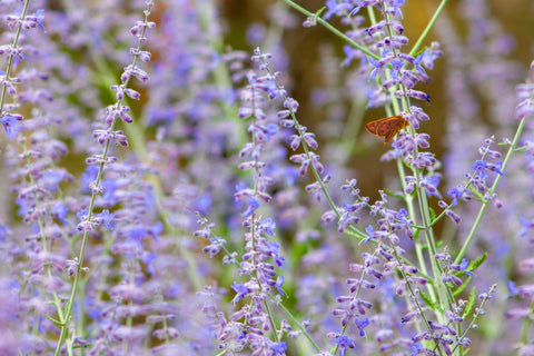 Russian Sage with beautiful blue-green foliage and purple flowers