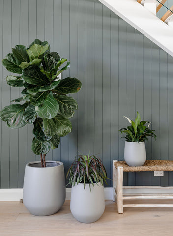 three indoor plants in pots