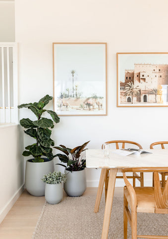 indoor plant with kitchen table