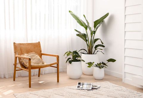a chair and indoor plants