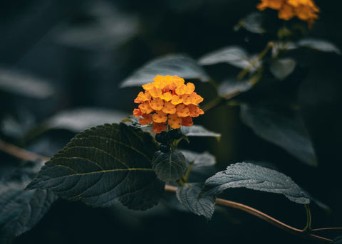 Close-up of Lantana flowers showcasing their vibrant colors.