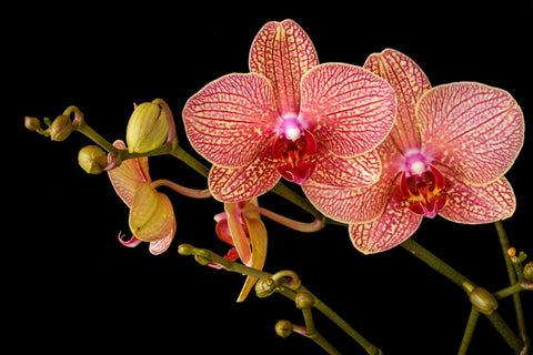 Orchid plant close up image