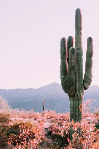 Young Saguaro Cactus - Ideal for Indoor and Outdoor Planters