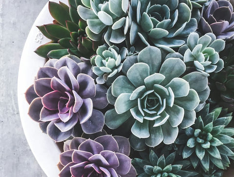 Succulent plants in pots, showcasing their hardy, low-maintenance nature.