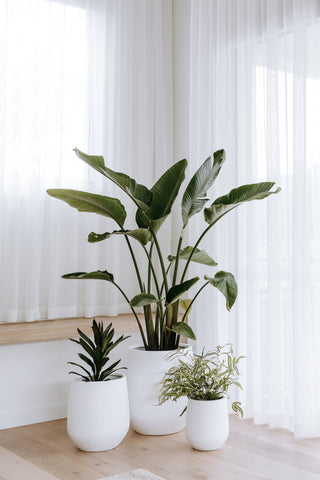 Slugg's artisanal ceramic indoor planter pot with a vibrant pothos plant.