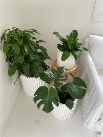 Chic Slugg indoor planter with a mature snake plant, a low-maintenance option for Houston residents