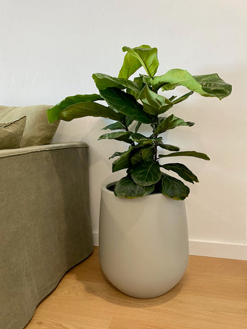 Slugg's decorative indoor planter featuring a unique plant, enhancing the aesthetic of Houston residences.