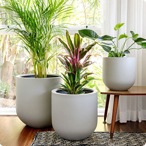 Sleek Slugg planter with a thriving houseplant, ideal for contemporary indoor settings in Houston.