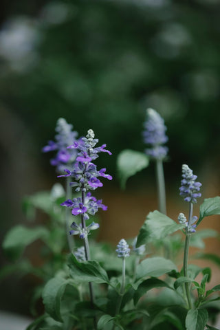 Texas Sage attracting butterflies